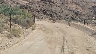 Klipspringer [upl. by Paymar]