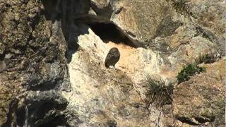 A trip to the Farallon Islands [upl. by Eneja682]