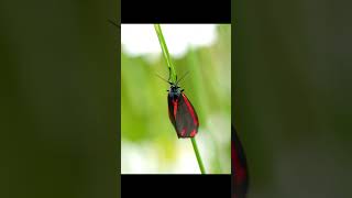 Poisonous caterpillar  the Cinnabar moth [upl. by Acul764]