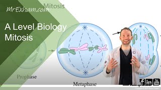 Scanning for mitosis in garlic root tip cells [upl. by Eed]