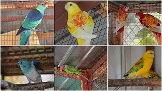 Breeding Parrot pairs Spring 2014 [upl. by Perrin]