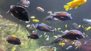 Zoo Animals Part 210 The Copadichromis Borleyi Kadango [upl. by Negris]