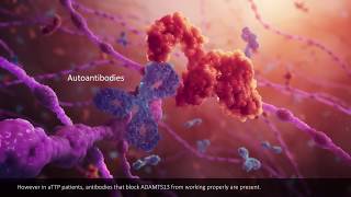 What is TTP Thrombotic Thrombocytopenic Purpura [upl. by Serica112]