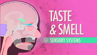 Taste amp Smell Crash Course Anatomy amp Physiology 16 [upl. by Sel55]