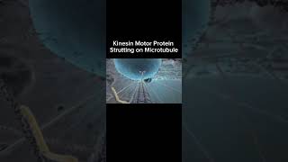 Kinesin Motor Protein Strutting on Microtubule C XVIVO Scientific Animation amp Professor Chimp [upl. by Irv]