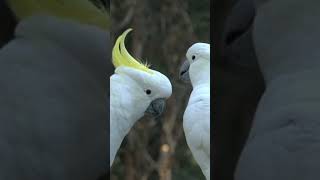 Sulphurcrested cockatoo shorts wildlife lovebird [upl. by Odicalp]