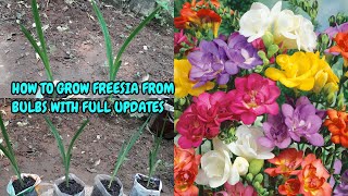 HOW TO GROW FREESIA FROM BULBS WITH COMPLETE UPDATES [upl. by Moncear]