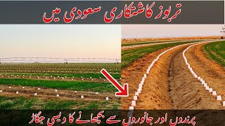 Growing Watermelon Seeds in Saudi Arabia  The Method of Protecting from Birds  its khan [upl. by Oelgnaed]