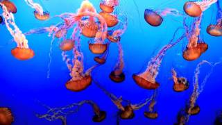 Pictures at an Exhibition Dance of Jellyfish [upl. by Darrill]