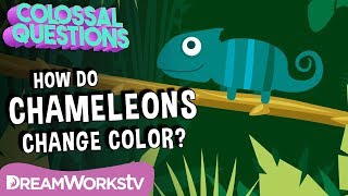 How Do Chameleons Change Color  COLOSSAL QUESTIONS [upl. by Tzong984]