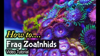 How To Frag Zoanthids [upl. by Nett976]