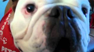 Barking English Bulldog [upl. by Marietta]