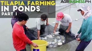 Tilapia Farming in Ponds Part 1  Tilapia Farming in the Philippines  Agribusiness Philippines [upl. by Neeluj]