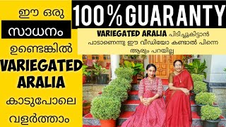 BEST WAY to propagate VARIEGATED ARALIAEASY METHOD for propagating aralia MALAYALAM [upl. by Arret]