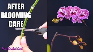 Orchid Care for Beginners  What to do after Phalaenopsis blooms fall Cutting spike amp aftercare [upl. by Laverna415]