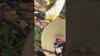 PORCINO ENORME e PERFETTO 😍porcini funghiporcini funghi boletus boletusedulis fungo [upl. by Collayer]