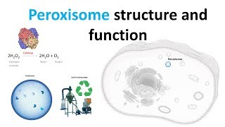 Peroxisomes Structure and function [upl. by Ainitsirc558]