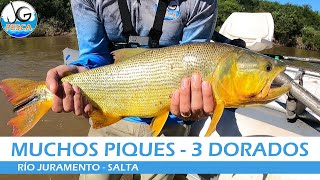 🔥 ESTOS SON LOS DORADOS DEL JURAMENTO 🐟  rio juramento salta  pesca argentina  2024  dorado [upl. by Emmalee630]