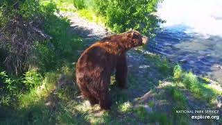 Bear 32 Chunk and 747  Brooks Falls  62524  EXPLOREORG [upl. by Cairns]