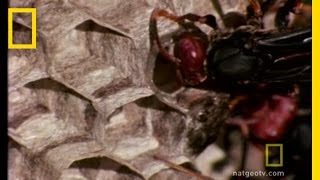 Paper Wasp  National Geographic [upl. by Sparks]