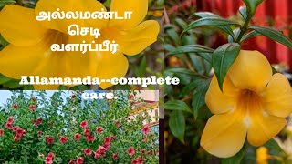 Allamanda plant complete carevarieties and propagation in tamil mygardenvoice [upl. by Navets]