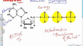 Bio B8  ATP amp Energy Lecture [upl. by Hardden]