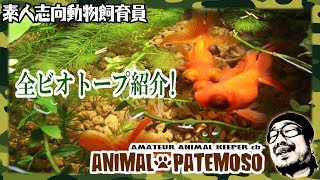 全5水槽うちのビオトープを紹介する【BIOTOPE】【メダカ】【金魚 デメキン】 [upl. by Lilyan]