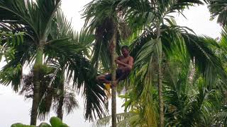 Dillon climbing betel nut trees to harvest  Ked Airai Palau [upl. by Ferrick]