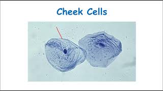 A Level Biology Revision quotThe Structure of Enzymesquot [upl. by Dray]