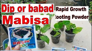 Using Rapid Growth Rooting Powder ano mas mabisa DIP OR BABAD [upl. by Juliann]