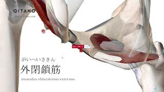 外閉鎖筋の解剖学図｜musculus obturatorius externus｜筋肉辞典90 [upl. by Adria]