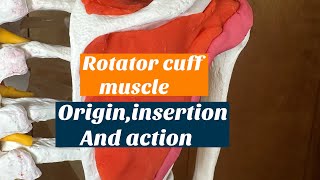 ROTATOR CUFF MUSCLE ORIGIN INSERTION AND ACTION [upl. by Akili]