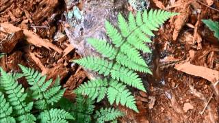 Dryopteris expansa [upl. by Lewiss]