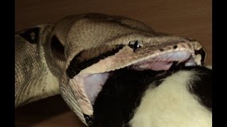 Snake Myth 1 Do snakes dislocate their jaw when eating Boa Constrictor [upl. by Wachter]