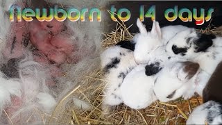 Rabbit Babies newborn to 14 days  Baby bunny Kits [upl. by Elva]