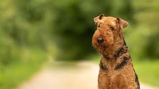 Exploring the Airedale Terriers Relationship with Marine Life [upl. by Lillywhite]