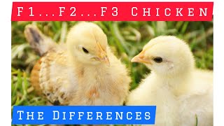 The COSTLY Difference between F1F2 or even F3 Chicken poultry poultryscience poultrytips [upl. by Nyloj]