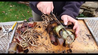 Ensete Maurelii Red Banana Propagation [upl. by Noired]