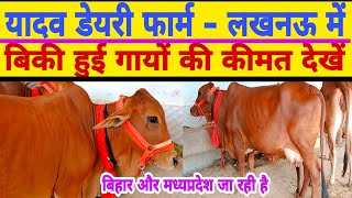 Top quality sahiwal cow cheap priceyadav dairy farm lucknowdairy farm karnaldairy farm up [upl. by Akirahc]