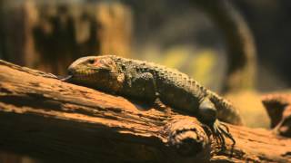 Caiman Lizards First Day on Exhibit [upl. by Aicat]