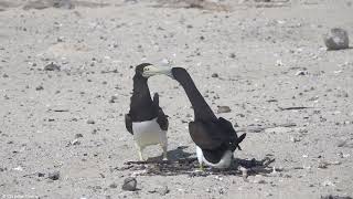 Brown Booby Sula leucogaster [upl. by Ydualc]