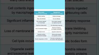 Apoptosis vs Necrosis in short biology cellbiology [upl. by Furlong]