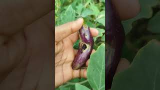 Cutworms brinjal youtubeshorts shorts brinjal [upl. by Hudson780]