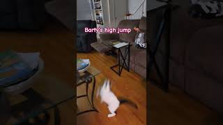 Bartys high jump [upl. by Elletse]