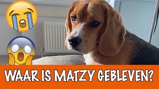 Matzy is kwijt 😱  DierenpraatTV [upl. by Aillicec]