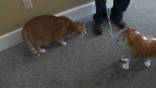 Bert the Cat vs Cat Balloon [upl. by Ander]