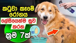 How to Treat Mange in Dog at Home In Sinhala  කටුවා කන රෝගෙට ප්‍රතිකාර ක්‍රම 7ක් [upl. by Ayihsa]