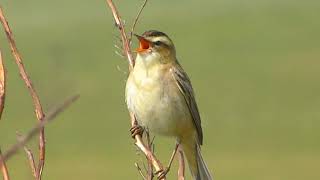 Sedge Warbler Acrocephalus schoenobaenus [upl. by Latnahc]