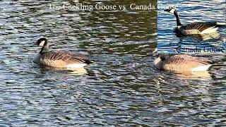 The Cackling Goose vs Canada Goose [upl. by Airet]