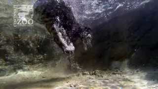 Fishing Cat Underwater GoPro  Cincinnati Zoo [upl. by Ahsienroc]